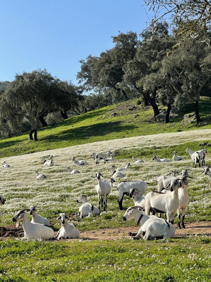 Monte Dos Pensamentos - Turismo Rural Estremoz Εξωτερικό φωτογραφία