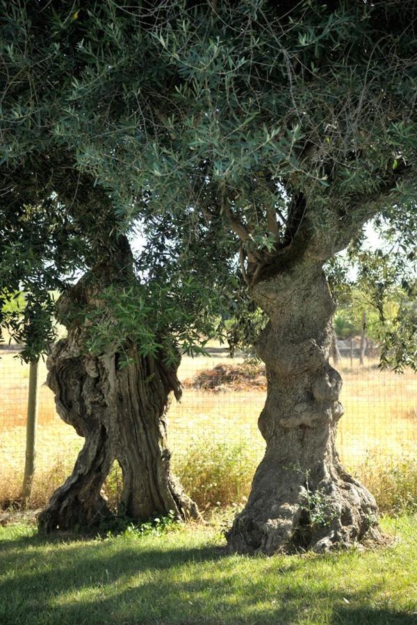 Monte Dos Pensamentos - Turismo Rural Estremoz Εξωτερικό φωτογραφία